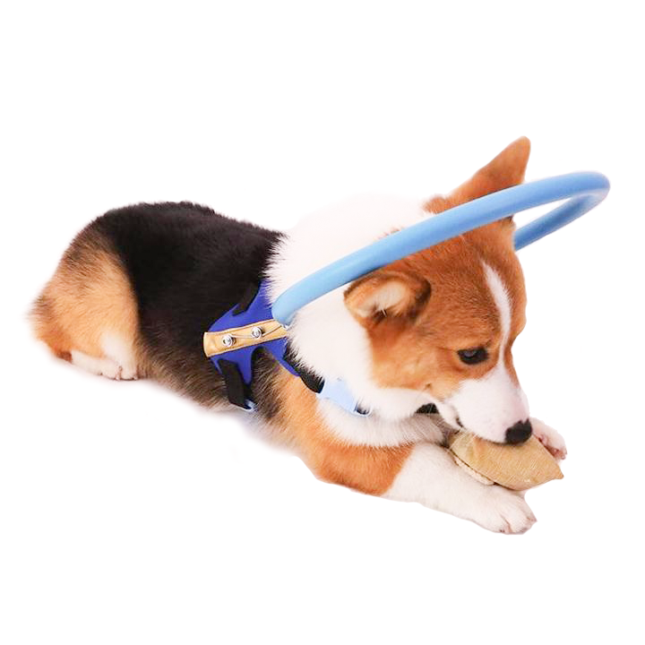 Halo Dog Collar with Protective Bumper Ring for Blind Mobility and Safety - Image 2