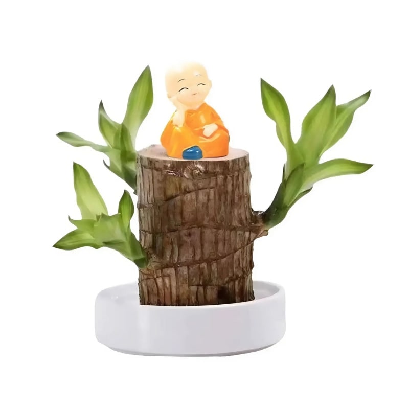 Indoor Plant with Air Purifying Brazilian Wood and Low Light Growth for Home - Image 2