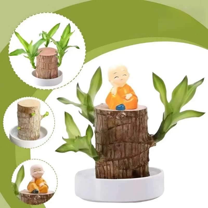 Indoor Plant with Air Purifying Brazilian Wood and Low Light Growth for Home - Image 3