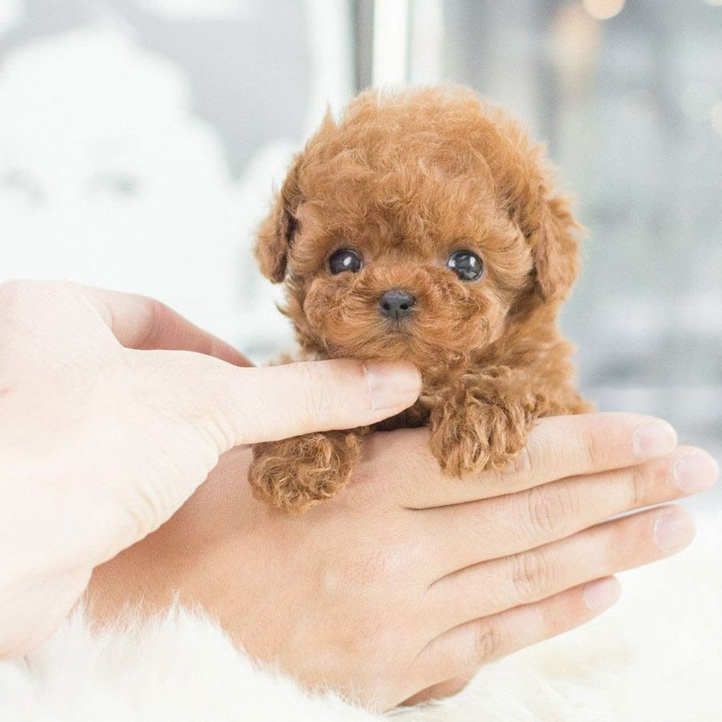 Realistic Dog Stuffed Animals with Soft Curly Fur and Plush Puppy Poodle Design - Image 6