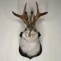 Taxidermy Jackalope Wall Mount on Wooden Plaque with Realistic Antlers - Image 1