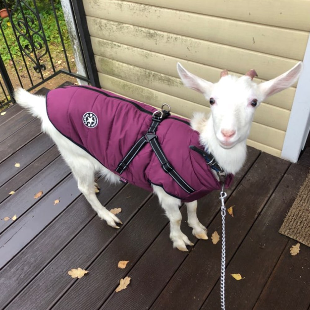 Waterproof Dog Coat with Harness Padded Puffer Jacket for Cold Weather - Image 14